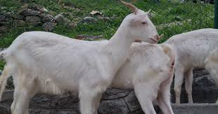 J&K’s first frozen Goat semen centre launched in Bandipora