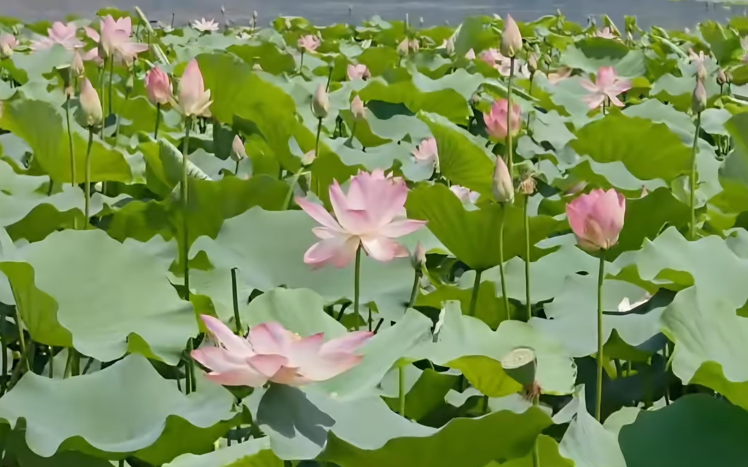 Lotus Blooms in Wular Lake after 25 Years